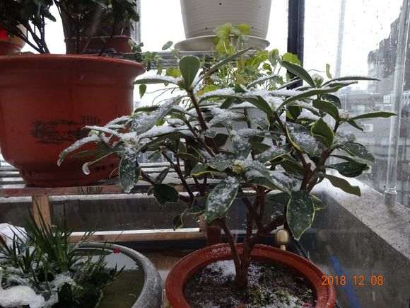 瑞香下山桩已经很多天没有浇水了 图片