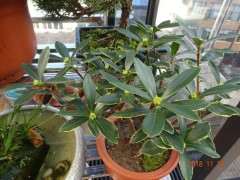 瑞香下山桩已经很多天没有浇水了 图片