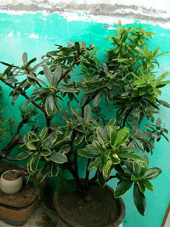 瑞香下山桩半年 都不长新叶子 怎么办