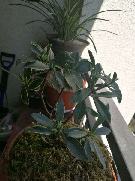 瑞香下山桩半年 都不长新叶子 怎么办