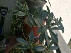 瑞香下山桩半年 都不长新叶子 怎么办