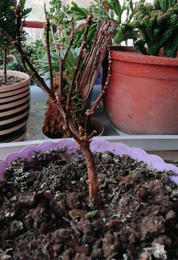 金边瑞香下山桩又挂了 怎么办 图片