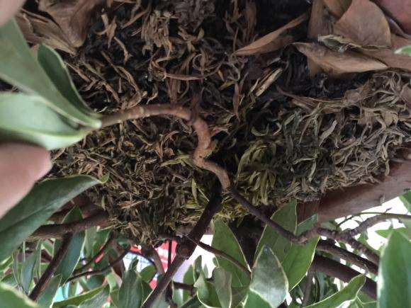 金边瑞香下山桩又挂了 怎么办 图片