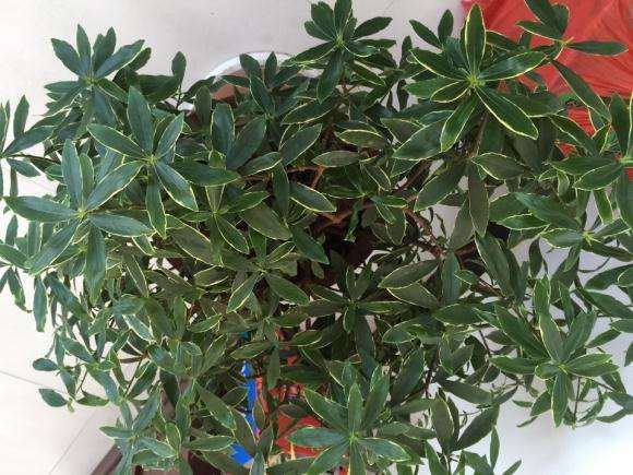 金边瑞香下山桩又挂了 怎么办 图片