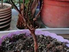 金边瑞香下山桩又挂了 怎么办 图片