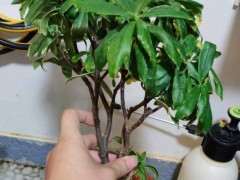 瑞香下山桩什么情况 不长根 为什么 图片