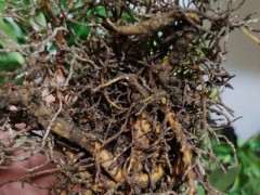 为什么瑞香下山桩夏天不能晒 图片