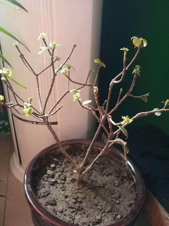 瑞香下山桩一直爱落叶子 怎么办 图片
