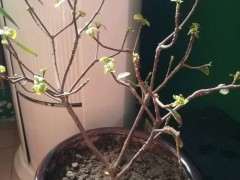 瑞香下山桩一直爱落叶子 怎么办 图片