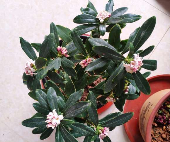 瑞香下山桩好养吗 不知道怎么换土 图片