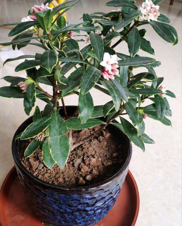 瑞香下山桩好养吗 不知道怎么换土 图片