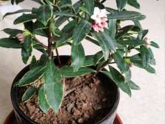 瑞香下山桩好养吗 不知道怎么换土 图片