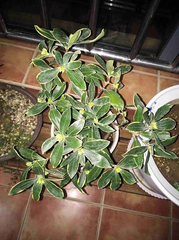 瑞香下山桩生长很缓慢 怎么办 图片