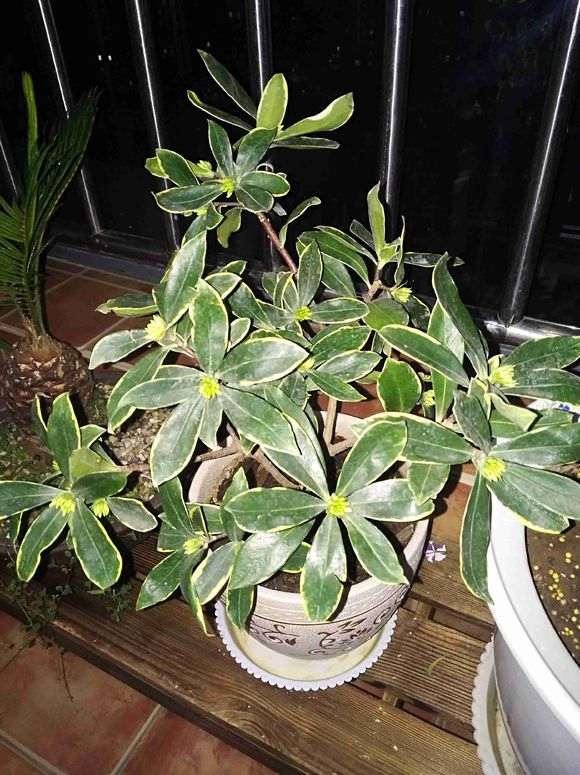 瑞香下山桩生长很缓慢 怎么办 图片