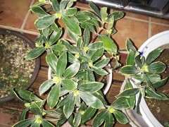 瑞香下山桩生长很缓慢 怎么办 图片