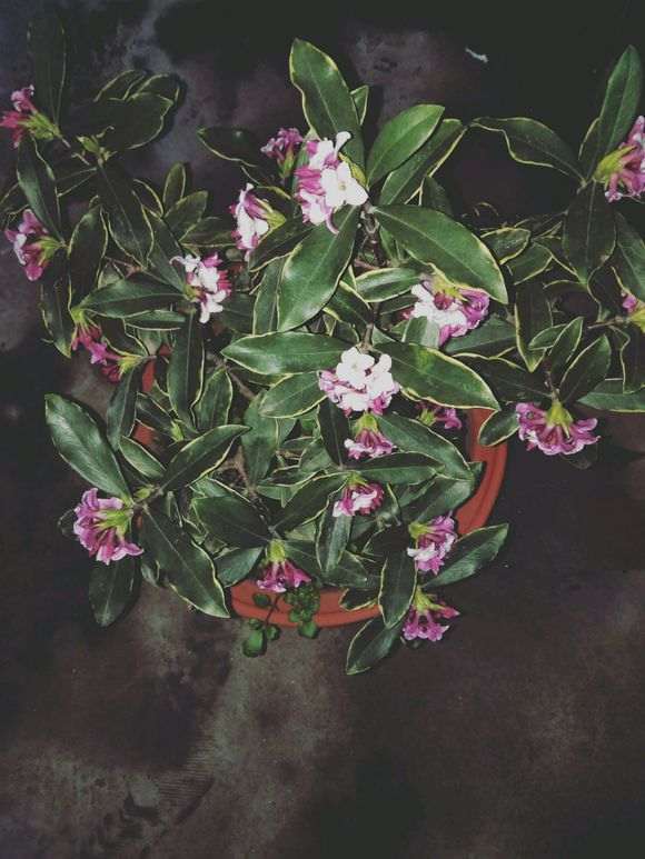 瑞香下山桩好养吗 怎么样 图片