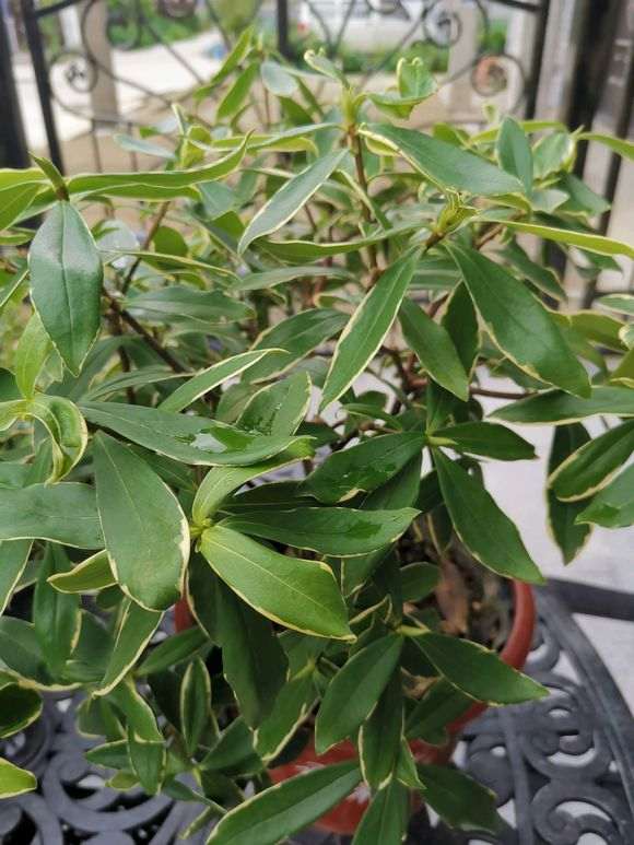 夏天瑞香下山桩怎么浇水的方法 图片