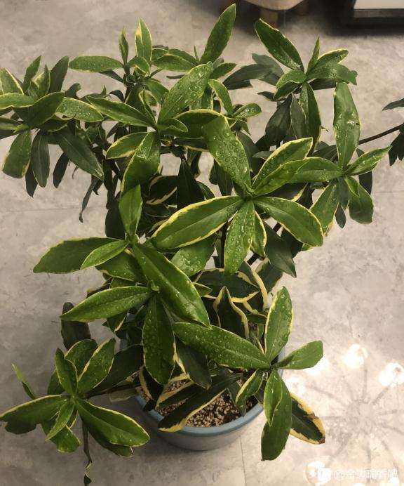 夏天瑞香下山桩怎么浇水的方法 图片