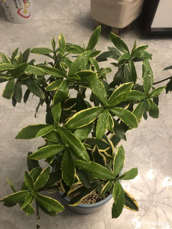 瑞香下山桩开花了 是什么味道 图片