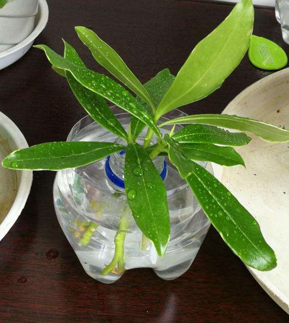 夏季瑞香下山桩这样水培可以么 图片