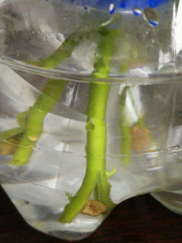 夏季瑞香下山桩这样水培可以么 图片