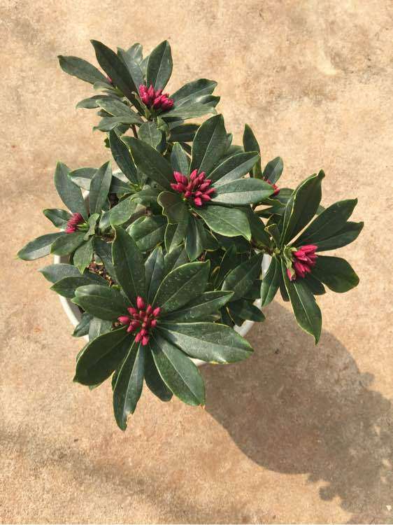 瑞香下山桩洗根以后怎么养护的方法