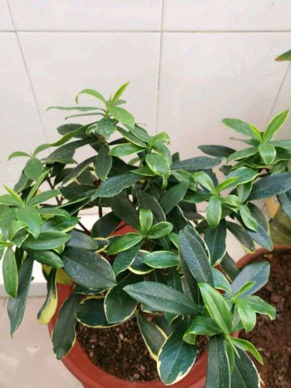 瑞香下山桩洗根用什么水 最好 图片