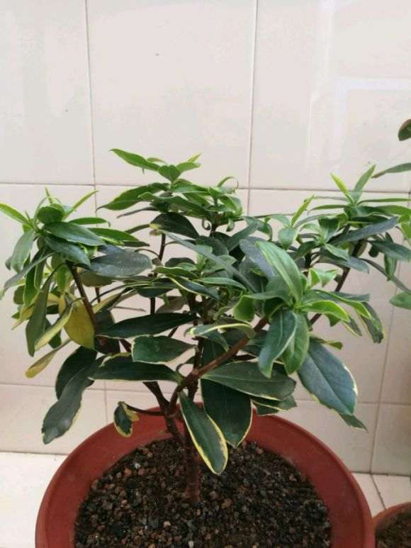 瑞香下山桩洗根用什么水 最好 图片