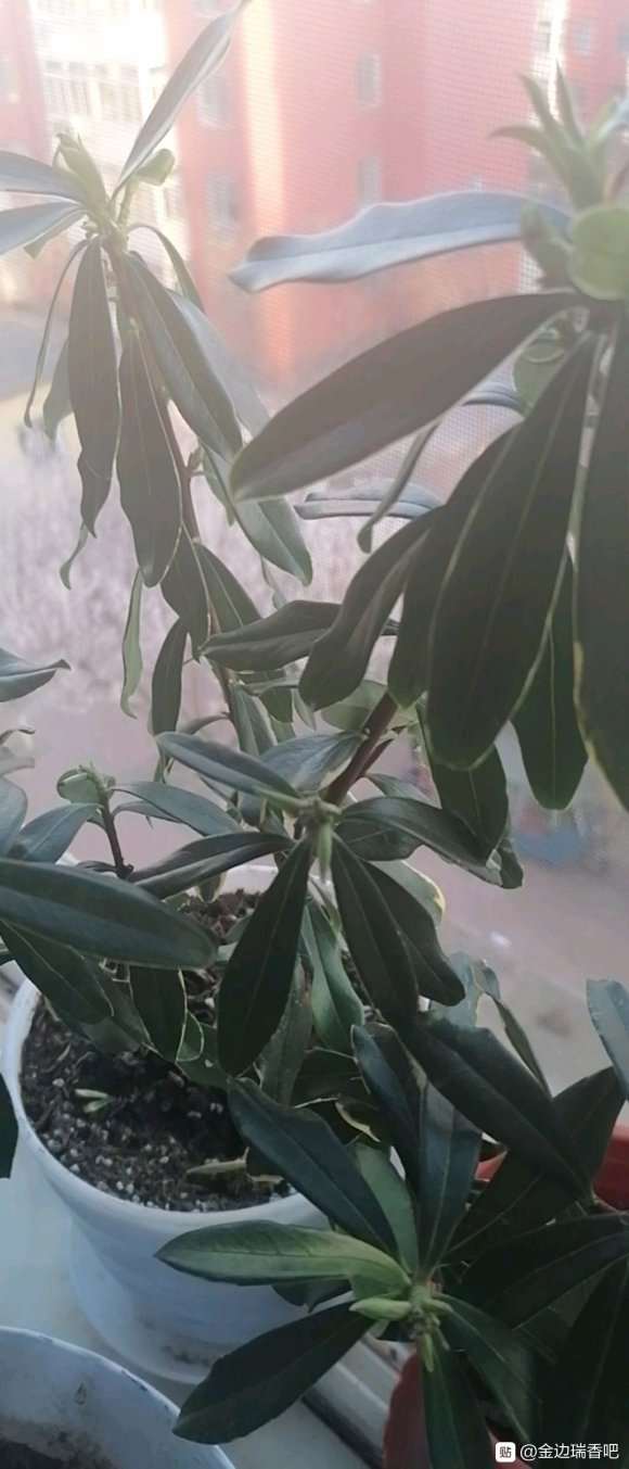 瑞香叶子下垂怎么办 水多了吗 图片
