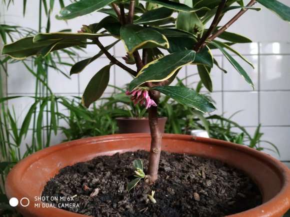 新手养瑞香居然开花了 怎么样 图片