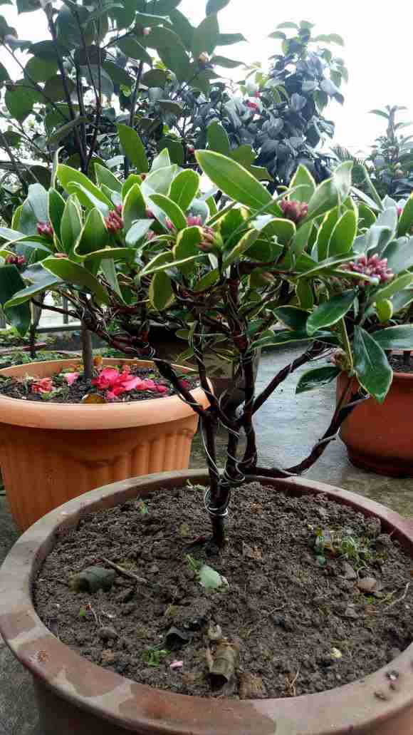 50块花市买的瑞香 怎么样 贵吗 图片