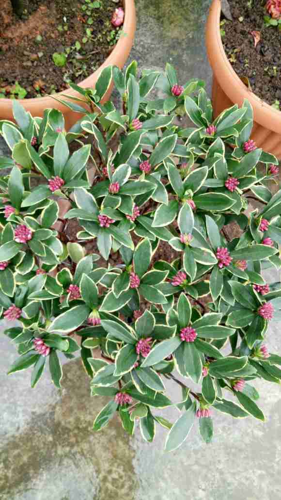 50块花市买的瑞香 怎么样 贵吗 图片