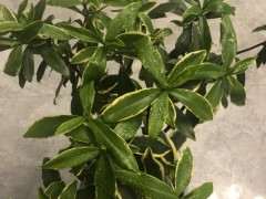 瑞香下山桩开花了 是什么味道 图片