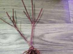 瑞香下山桩僵苗了 还能活吗 怎么办