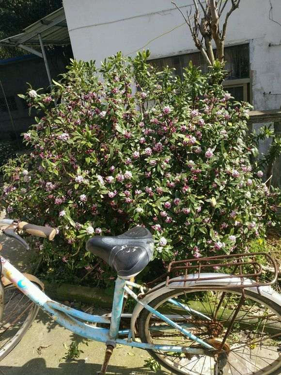 瑞香下山桩地栽8年 有自行车高 图片