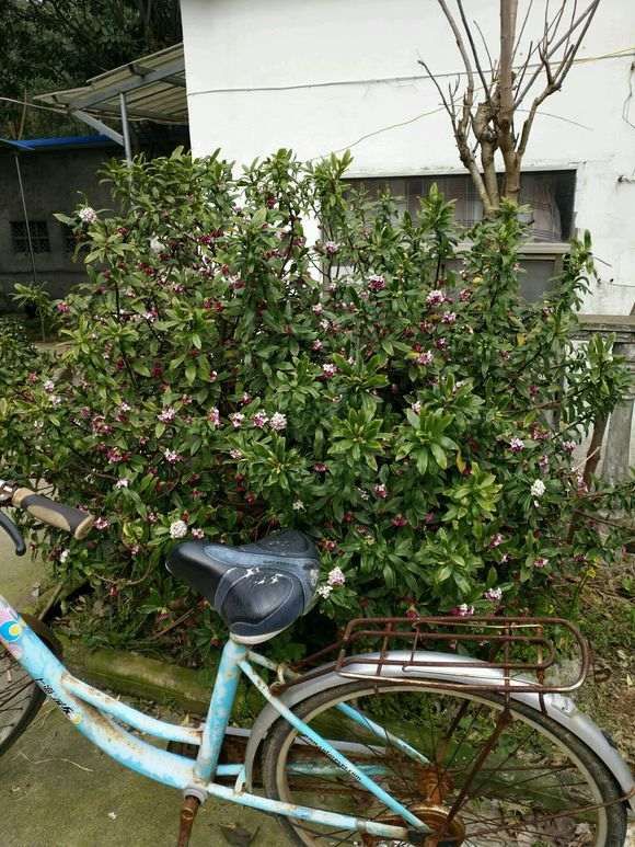 瑞香下山桩地栽8年 有自行车高 图片