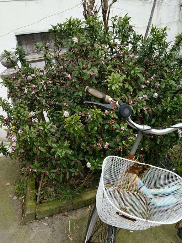 瑞香下山桩能直接晒太阳吗 图片