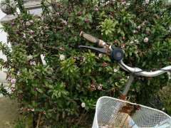 瑞香下山桩能直接晒太阳吗 图片