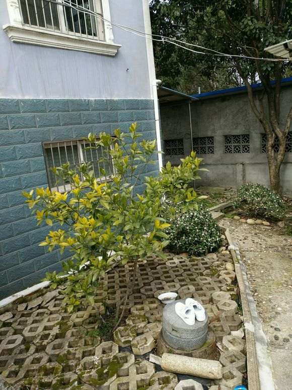 河南省可以地栽瑞香下山桩过冬吗