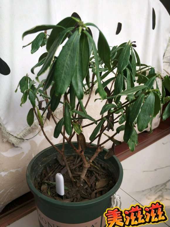 金边瑞香下山桩 叶子蔫了 怎么办 图片