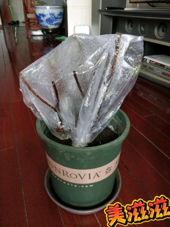 金边瑞香下山桩 叶子蔫了 怎么办 图片