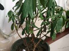 金边瑞香下山桩 叶子蔫了 怎么办 图片