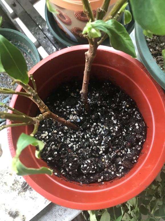 瑞香下山桩根烂了 还能活吗 图片