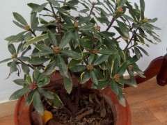 金边瑞香下山桩能耐最低多少度 图片