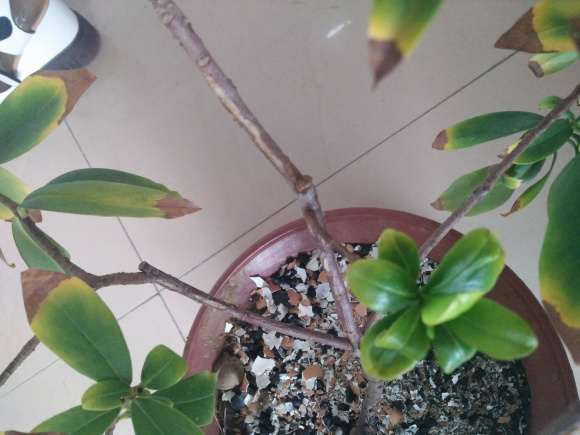 瑞香下山桩树皮裂开 怎么办 图片