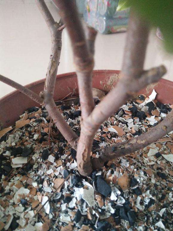 瑞香下山桩树皮裂开 怎么办 图片