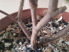 瑞香下山桩树皮裂开 怎么办 图片