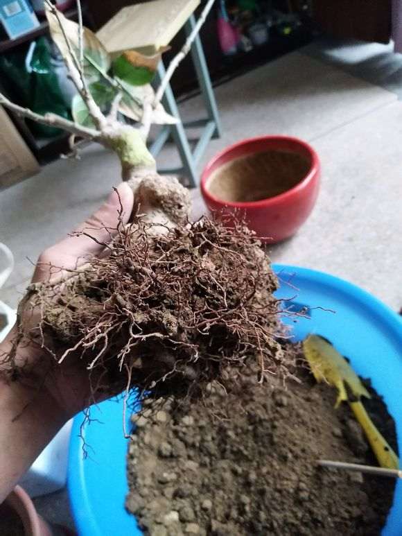 瑞香下山桩的专用土怎么样 图片