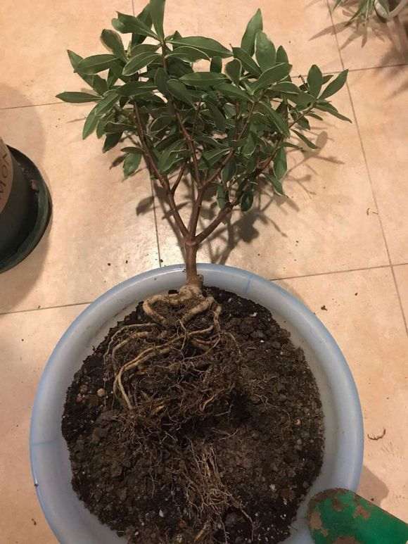 瑞香下山桩的根系怎么浇定根水 图片