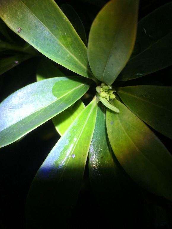 求瑞香怎么种植的经验 图片
